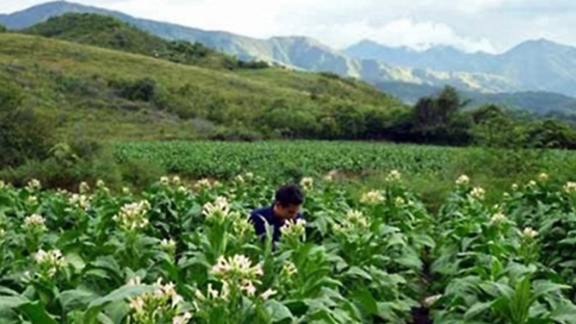 Están abiertas las inscripciones para el programa Intercosecha del tabaco industria