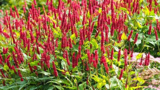 Persicaria amplexicaulis: la planta con flores rosadas, rojas o blancas que florece otoño y verano