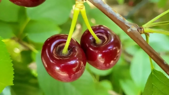 La plantación de cerezas en Río Negro crece 20% y conquista nuevos mercados