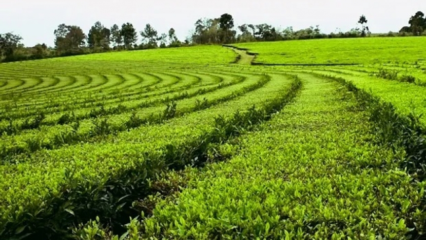 Misiones prohibió el uso de glifosato y promueve la utilización de bioinsumos