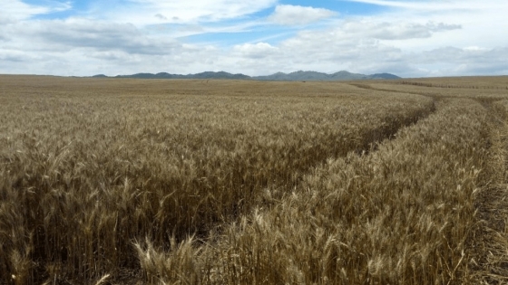 El trigo explota de rindes en el sudeste de Buenos Aires y la proyección de cosecha vuelve a aumentar