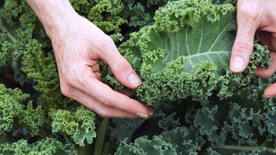 Kale: cuáles son sus beneficios y propiedades