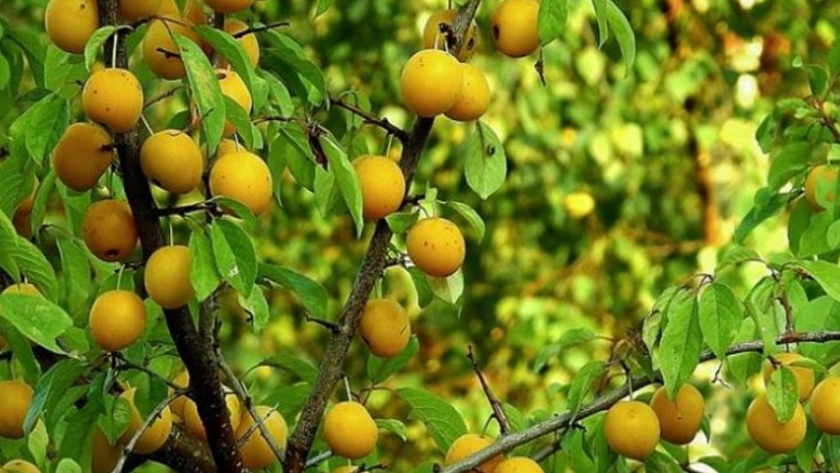 Francia ayuda a la reconversión frutales para mejorar la productividad