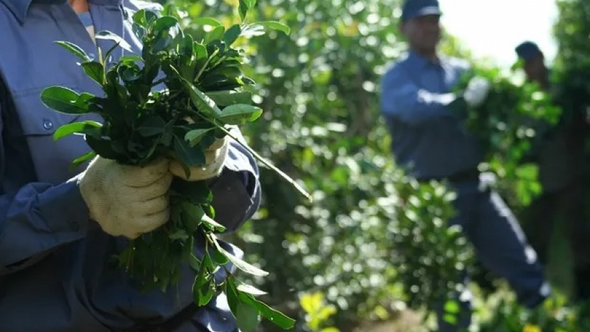 Misiones creará su propio organismo de la yerba mate tras la quita de facultades del instituto nacional