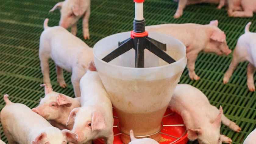 ¿Qué es Rosporc? La primera plataforma de negociación del mercado porcino