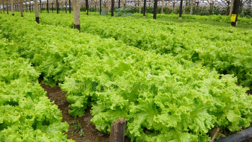 Enfermedades invernales de lechuga en invernadero