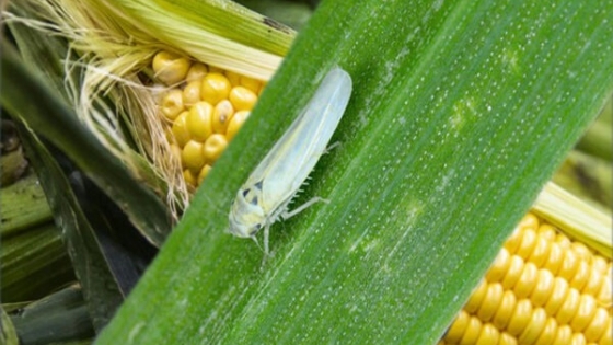 Cómo reducir el impacto de la chicharrita del maíz