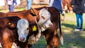 Hasta $14,7 millones por el 50% de una vaquillona: los precios del remate de 217 reproductores Braford y Brangus desde la Rural de Corrientes