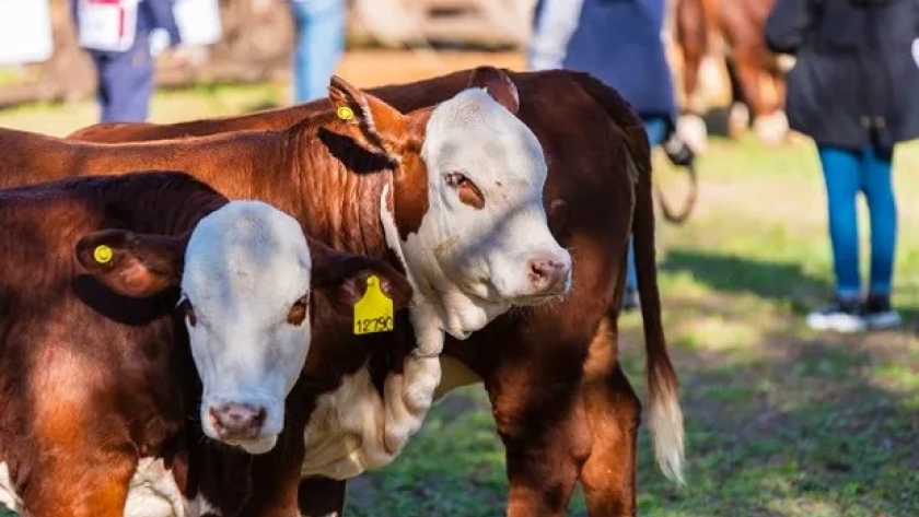 Hasta $14,7 millones por el 50% de una vaquillona: los precios del remate de 217 reproductores Braford y Brangus desde la Rural de Corrientes
