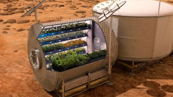 Espárragos, la verdura que alimentará a diario a los astronautas en Marte