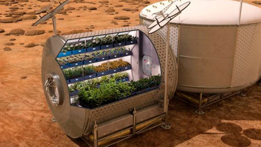 Espárragos, la verdura que alimentará a diario a los astronautas en Marte