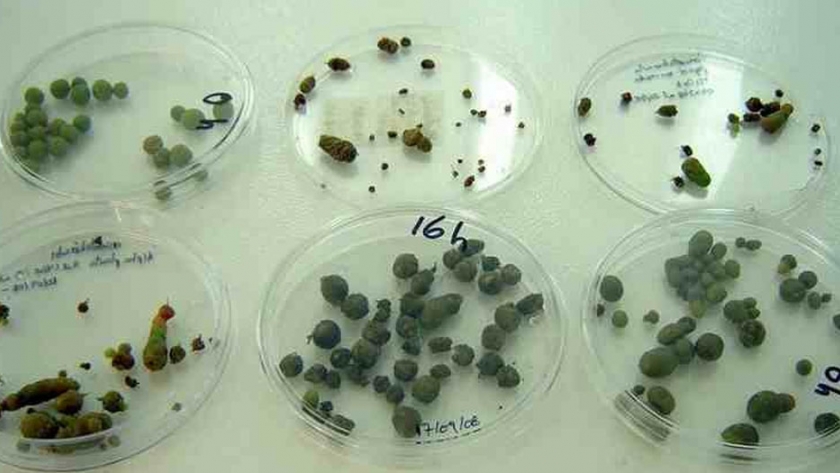 Logran en laboratorio micro papas con grandes beneficios para productores