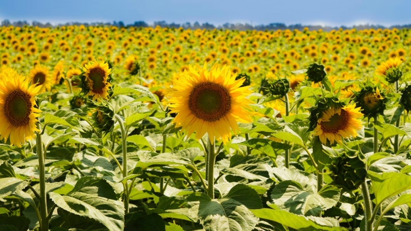 El girasol se afianza en el norte bonaerense gracias a su resistencia y rentabilidad