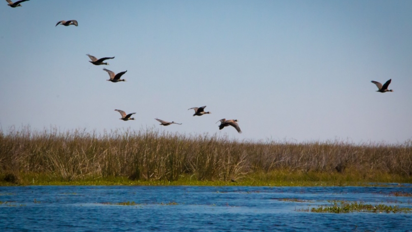 El Iberá se posiciona en el sexto lugar de la lista del “New York Times” como destino a visitar este 2022