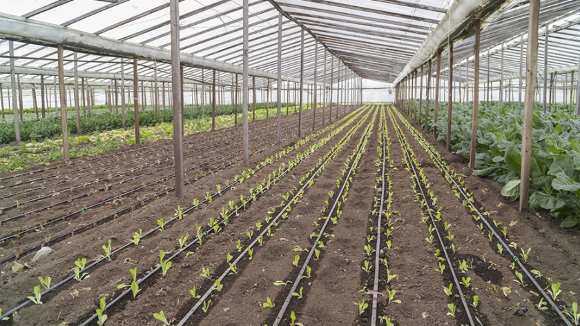Agricultura prorrogó hasta el 20 de enero la 5ta convocatoria de Alianzas Productivas
