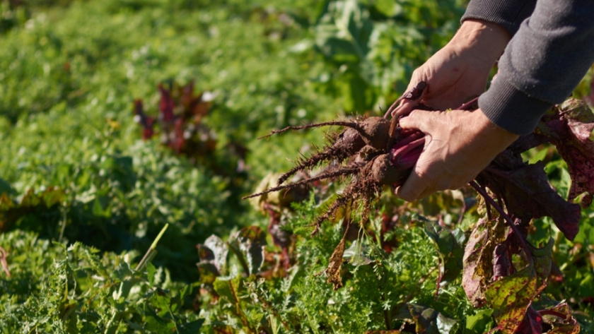El Programa Huerta Familiar Santafesina alcanzó a 200 mil personas y permitió producir más de 2500 toneladas de alimentos saludables