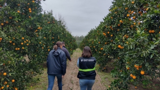 Planifican acciones para la prevención y erradicación del HLB en la provincia de Misiones