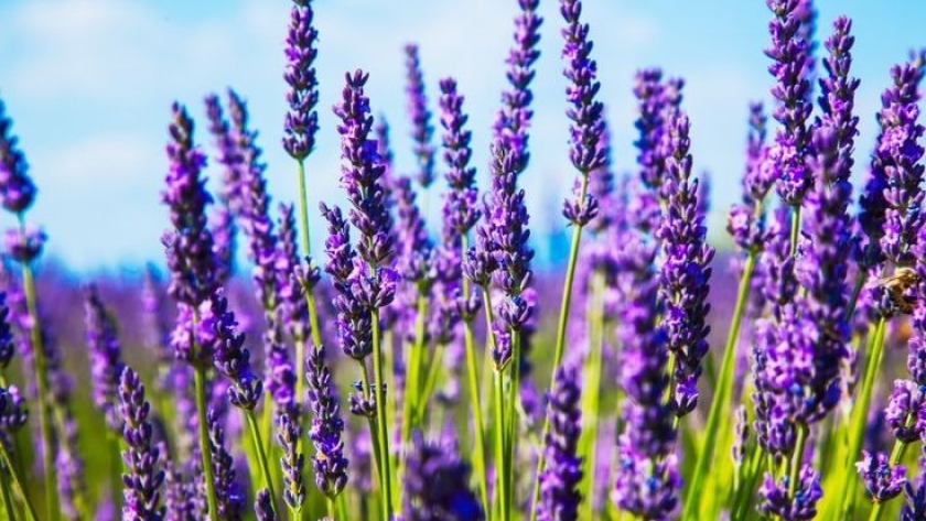 La lavanda: un cultivo sostenible que florece en la Patagonia argentina