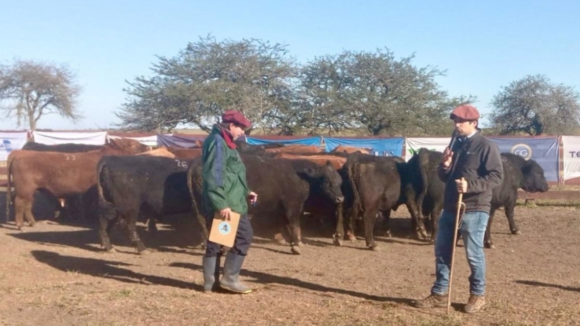 Unos 40 toros participaron de la 2ª jura fenotípica de la Prueba Pastoril del Litoral