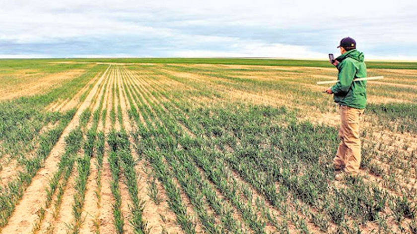 Por la sequía, hay productores que están pensando en usar el trigo como cultivo de cobertura