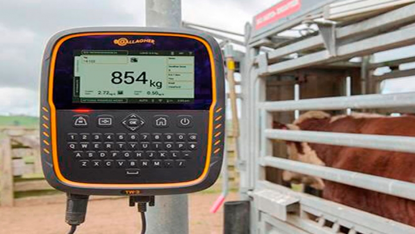 Avanzada Escala de pesaje compatible con EID y recolector de datos