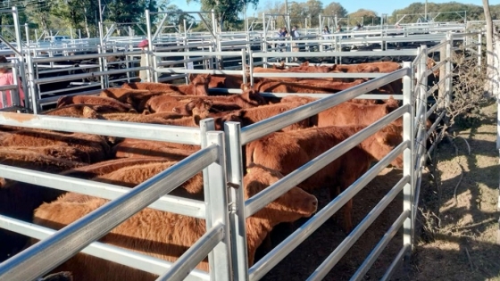 El primer remate de Terneras Angus Certificadas logró precios espectaculares