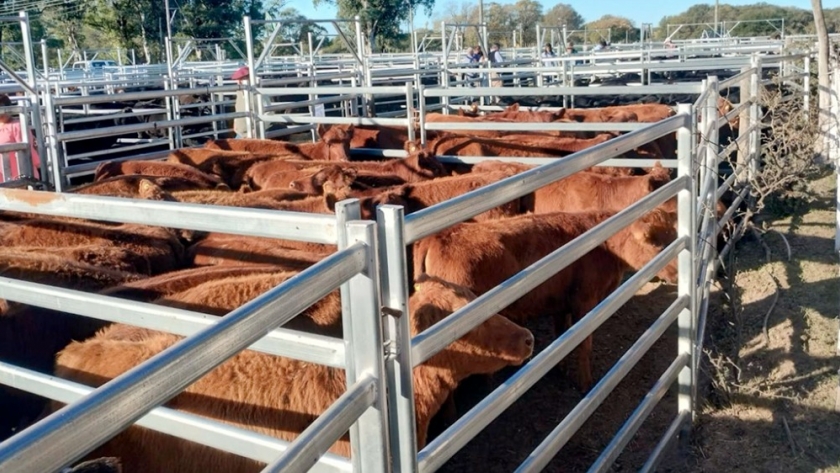 El primer remate de Terneras Angus Certificadas logró precios espectaculares