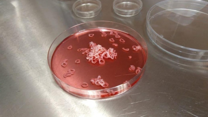 La apetitosa industria de la carne alternativa seduce a las foodtechs latinoamericanas