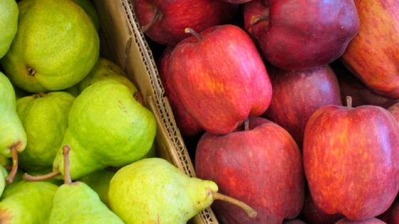 Certificación electrónica: impulso logístico clave para las exportaciones vegetales hacia Brasil