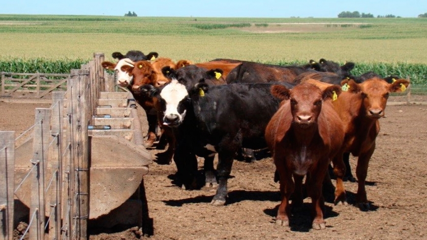 Lomas o dormideros en feedlot