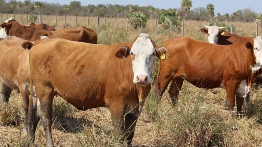 Pautas de manejo ante la falta de reservas forrajeras