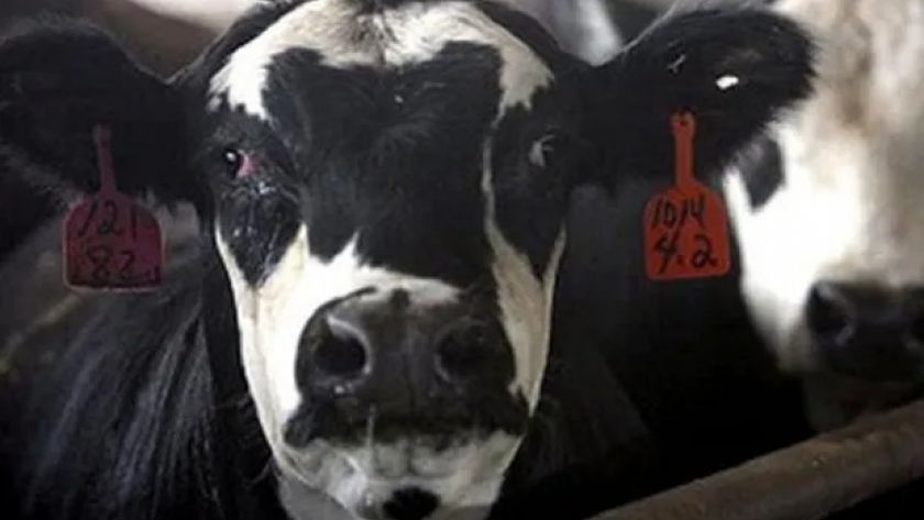 Brasil analiza un posible caso de “vaca loca” y hay preocupación en la cadena comercial