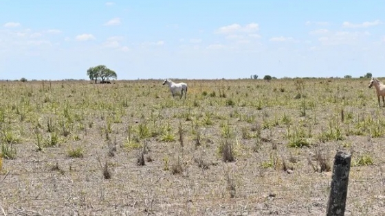 Prorrogan la emergencia agropecuaria para Santa Fe, Río Negro y La Pampa por la sequía