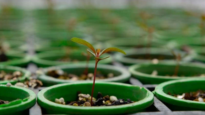 La semilla de Eucalipto peletizada agrega eficiencia al cultivo forestal