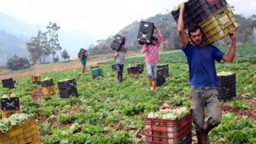 Los alimentos se pudren en campos de Venezuela por falta de combustible