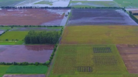 Precipitaciones: El desafío que enfrentan los cultivos y la ganadería