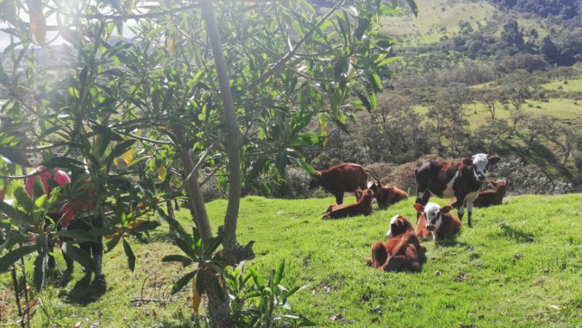 Productores del cauca fortalecen sistemas de producción bovina con transferencia de tecnología