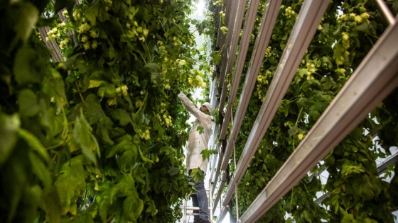 How a Startup Is Growing Hops Indoors to Protect Breweries