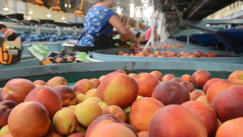 Mendoza Tec Asociativo: productores de durazno industria pusieron en marcha proyecto de fruticultura de precisión