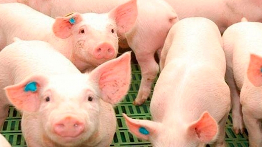 ¿Cómo utiliza el lechón las fuentes de energía?