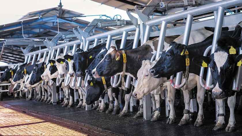 Un tambo más ecológico: cómo reducir los efluentes que se generan en la producción lechera