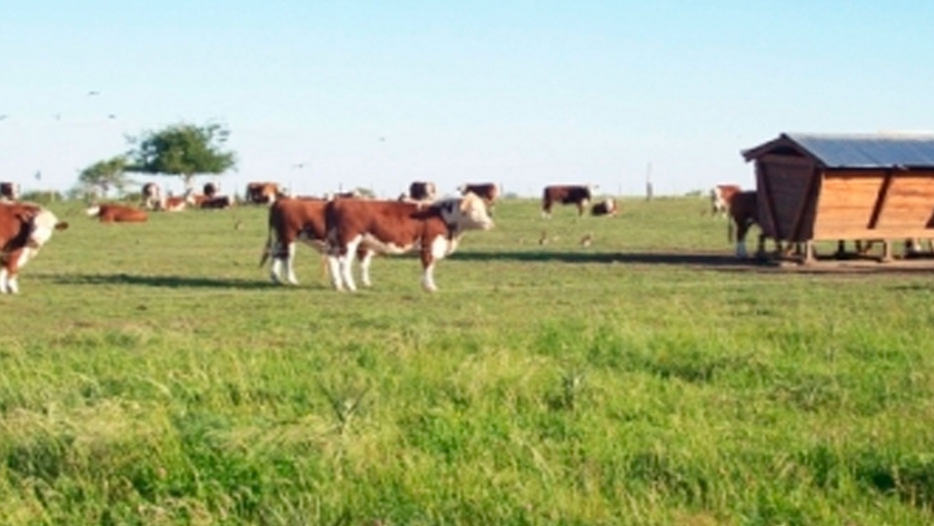 Más espacio y mejor alimentación: las claves del Feedlot ecológico