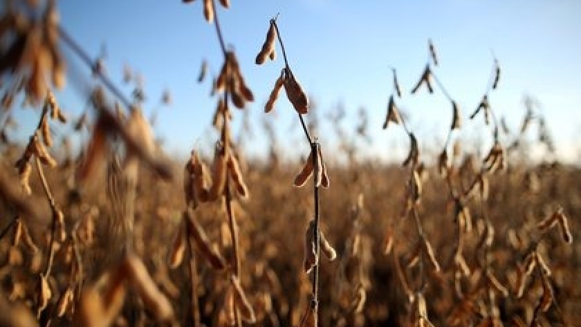 Los cultivos de soja presentan el menor registro de lluvias de los últimos 20 años