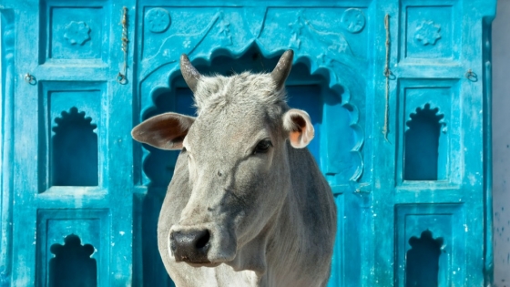 Los cuidados de las vacas en la India