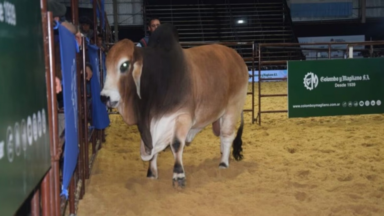 Furor ganadero en Corrientes: vendieron medio toro Brahman en $40 millones y la genética premium marcó récords