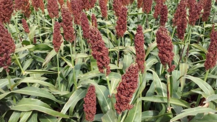 Sorgo: rotación con versatilidad y sostenibilidad