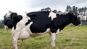 Científicos rosarinos crearon un test de embarazo para vacas