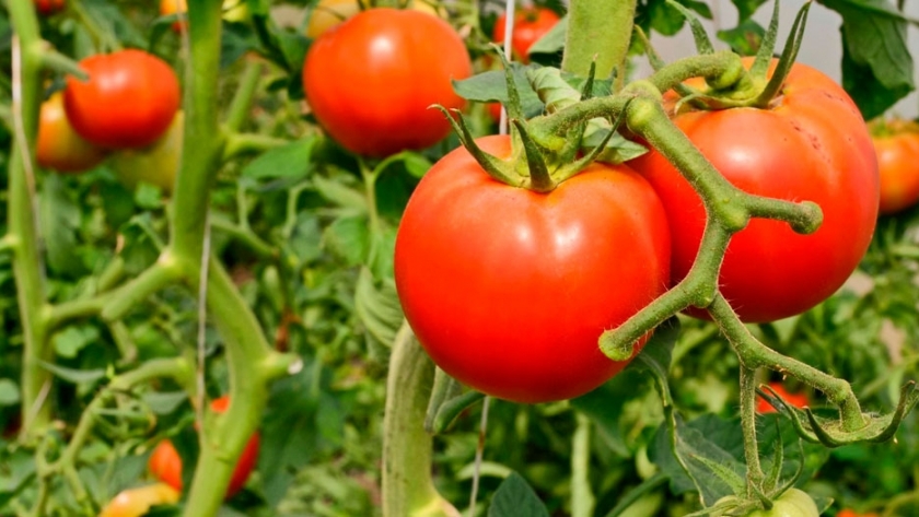 Horticultura: descubren una técnica que triplica la producción
