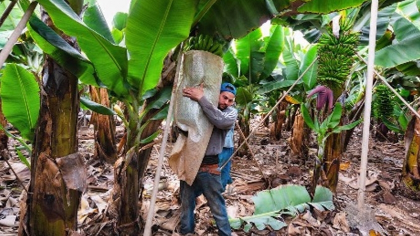 En La Paz buscan reactivar proyecto bananero en Alto Beni