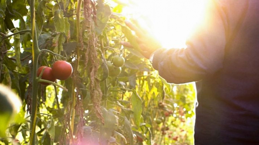 Proda: un millón de plantines hortícolas en toda la provincia